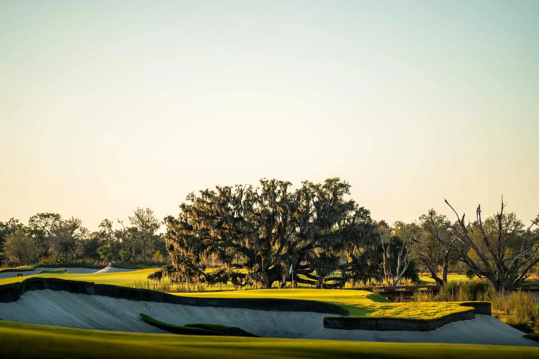Oak tree and deer at Miakka Golf Club
